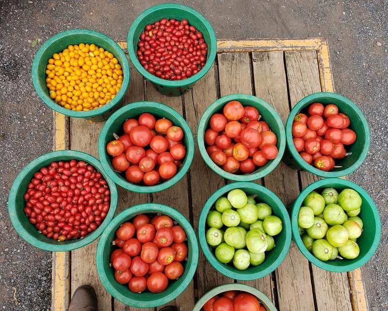tomatoes